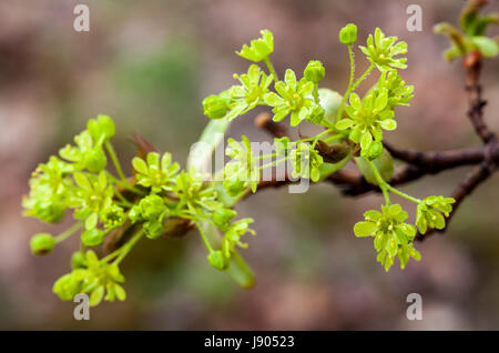 L'érable (Acer platanoides fleurs ) au printemps Banque D'Images