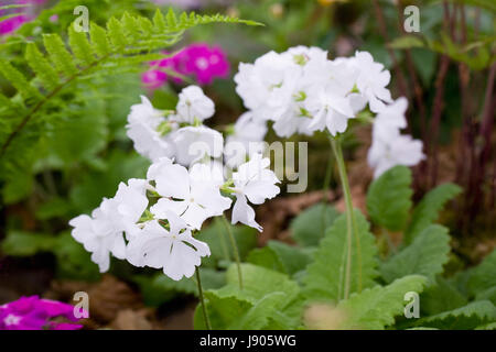 Primula 'Ssieboldi nowdrop' fleurit au printemps. Banque D'Images