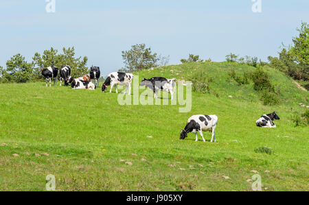 Les vaches laitières sur coteau verdoyant pâturage. Lieu Brosarp dans Scania, la Suède. Banque D'Images