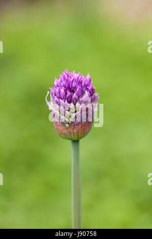 Gros plan d'Allium hollandicum 'Purple sensation' dans un bourgeon sur un fond flou, Angleterre, Royaume-Uni Banque D'Images