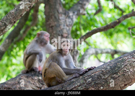 Monkey singe rhésus est assis sur un arbre sous la supervision d'un adulte de sexe féminin Banque D'Images