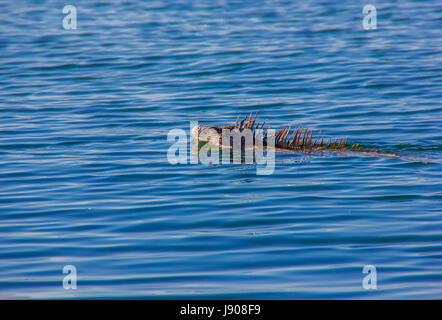 Iguane natation Banque D'Images