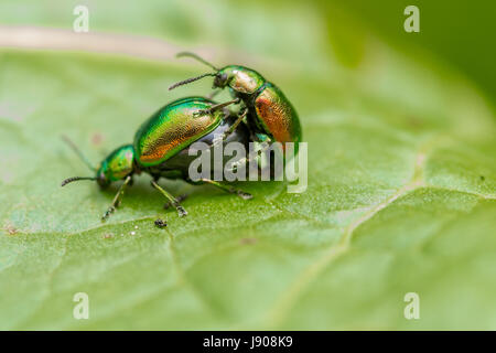 Le tansy beetle (Chrysolina graminis) Banque D'Images