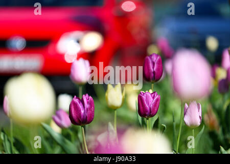 Groupe de tulipes en face de voitures floues dans la ville au printemps Banque D'Images
