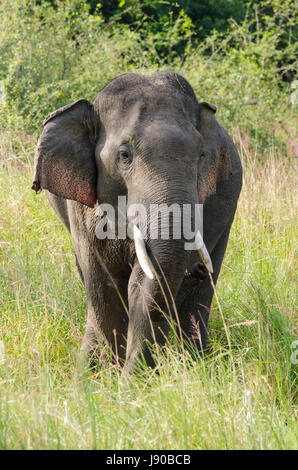 Grand mâle éléphant sri-lankais (Elephas maximus maximus) l'itinérance dans le Parc National Minneriya déposé au Sri Lanka, Banque D'Images