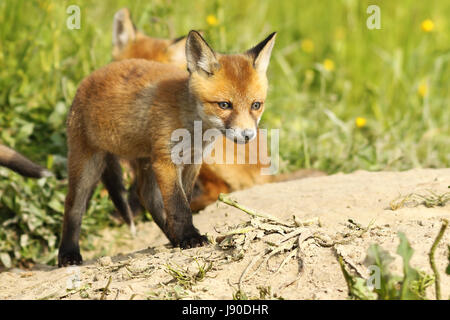 Chiot mignon renard roux européen autour de la burrow ( Vulpes ) Banque D'Images