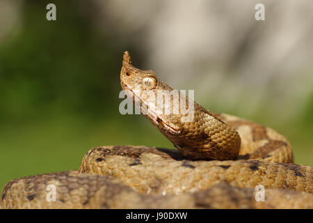 Portrait de serpent venimeux agressive, la vipère à cornes nez ( Vipera ammodytes, femme ) Banque D'Images