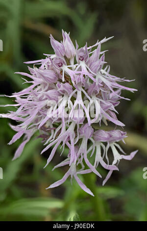 L'homme italien Orchid (Orchis italica) Banque D'Images