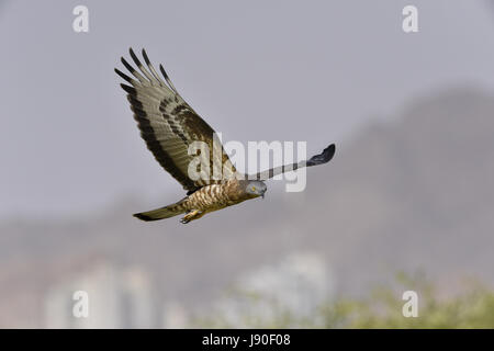 Honey buzzard Pernis apivorus-- Banque D'Images