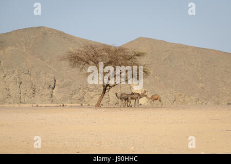 Un petit groupe de dromadaires chameaux() trouve refuge sous un acacia arbre pendant la chaleur du jour dans le désert de l'Égypte. Banque D'Images