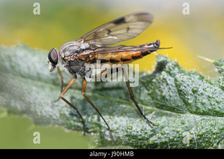 Rhagio scolopacea Snipe Fly Banque D'Images