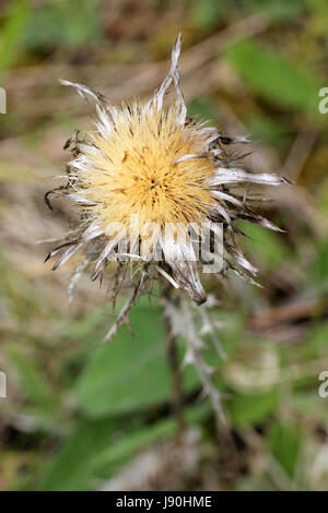 Carline Chardon Carlina vulgaris Banque D'Images