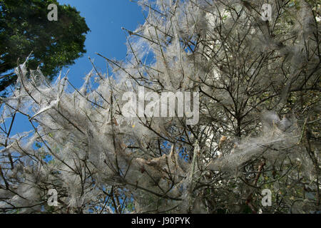 Berlin, Allemagne. 26 mai, 2017. La chenille de l'hyponomeute du pommier a couvert un tissu argenté avec Bush à Berlin, Allemagne, 26 mai 2017. L'hyponomeute du pommier (Yponomeutidae) appartient à la famille des papillons. Photo : Paul Zinken/dpa/Alamy Live News Banque D'Images