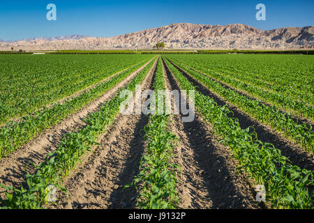 Un des jeunes dans un champ de maïs dans la Vallée impériale de la Californie, USA. Banque D'Images