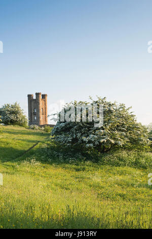 Broadway Tower et l'aubépine / mayblossom le long de la manière de Cotswold en soirée en mai. Broadway, Cotswolds, Worcestershire, Angleterre. Banque D'Images