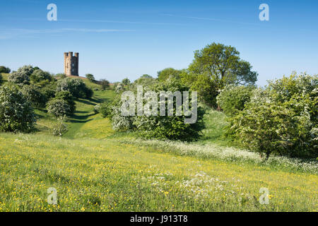 Broadway Tower et l'aubépine / mayblossom au printemps le long du chemin de Cotswold. Broadway, Cotswolds, Worcestershire, Angleterre. Banque D'Images