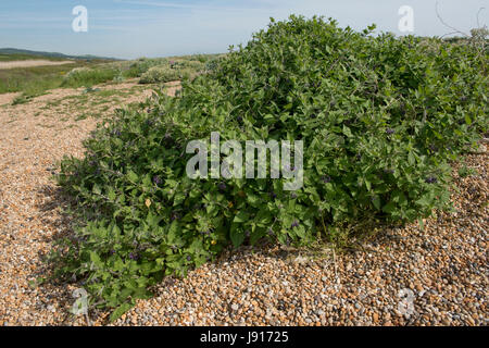 La morelle douce-amère, Woody ou Solanum dulcamara, plantes poussant dans les galets de plage de Chesil, Dorset, Mai Banque D'Images