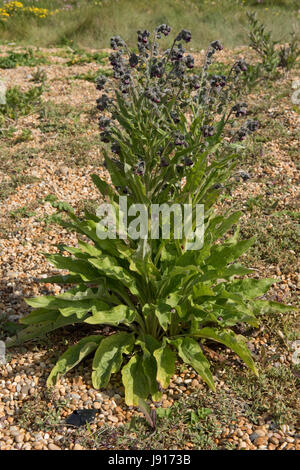 Houndstongue, houndstooth ou les rats et les souris, Cynoglossom officinale, plante poussant dans les galets de plage de Chesil dans le Dorset, Mai Banque D'Images