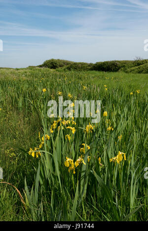 Drapeau jaune ou iris, Iris pseudocorus, en fleurs dans les marais humides derrière Chesil Beach dans le Dorset, Mai Banque D'Images