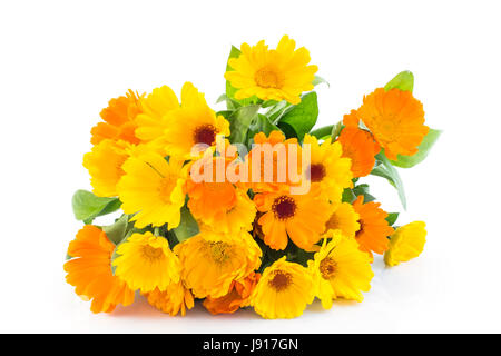 Souci, Calendula officinalis isolé sur blanc. Banque D'Images
