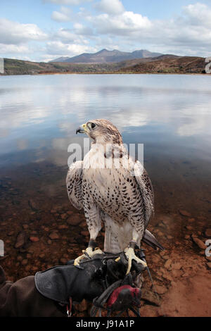 Sport, sports, Falcon, gant, prédateur, Falconer, la fauconnerie, la main, bleu, grand, Banque D'Images