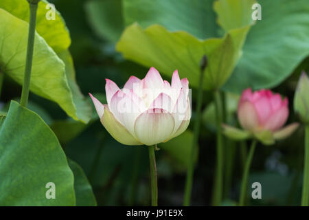 Lotus Banque D'Images