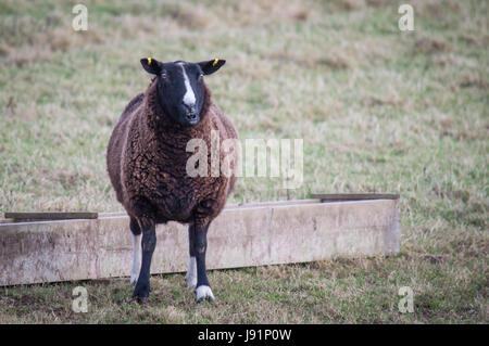 Balwen welsh mountain sheep en face de l'auge en bois Banque D'Images