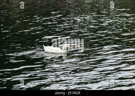 Nager dans le lac canard blanc Banque D'Images