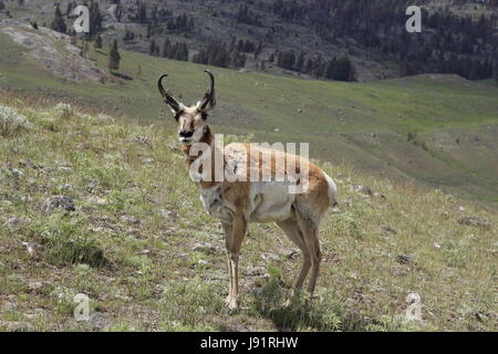 Le Parc National de Yellowstone - l'antilope Banque D'Images