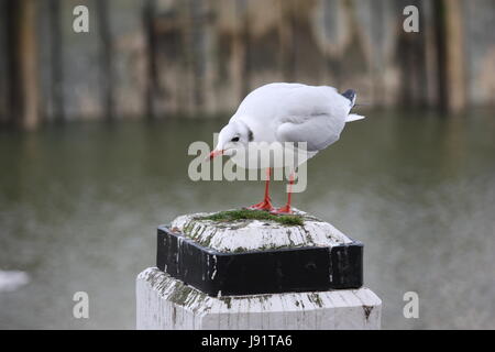 Contre-lumière, flou, processus d'affûtage, perles, l'eau, les mouettes, les goélands, Banque D'Images