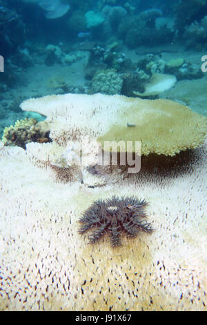 La couronne d'étoile de mer Acanthaster planci sur récemment blanchie et mourir Acroporid corail, Grande Barrière de Corail, Queensland, Australie Banque D'Images