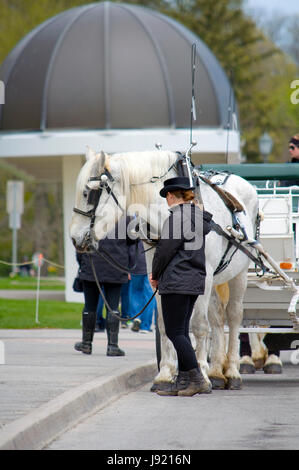 La floraison des tulipes et des jonquilles annuel à Niagara Falls, Ontario, Canada Banque D'Images