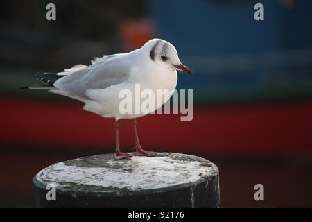 Mouette Banque D'Images