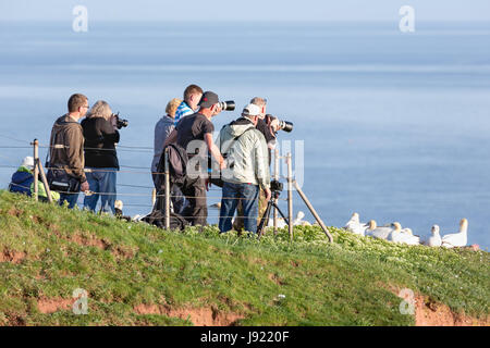 HELGOLAND, ALLEMAGNE - le 27 mai 2017 : Les photographes prennent des photos de la couvaison de Bassan au Red Cliffs de Helgoland Banque D'Images