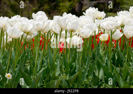 La floraison des tulipes et des jonquilles annuel à Niagara Falls, Ontario, Canada Banque D'Images
