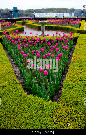 La floraison des tulipes et des jonquilles annuel à Niagara Falls, Ontario, Canada Banque D'Images