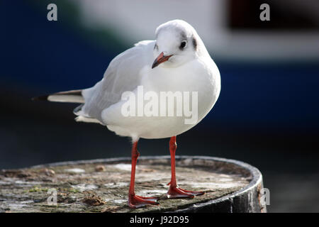 Contre-lumière, flou, processus d'affûtage, perles, l'eau, les mouettes, les goélands, Banque D'Images