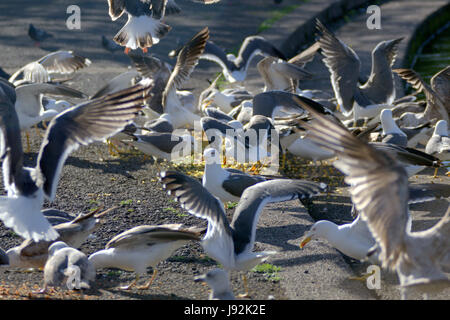 L'alimentation des goélands dans le parc avec des cygnes dans l'étang Lake Banque D'Images