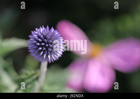 Bleu, noble, chardon, plus bleue, planum, bleu, macro, portrait, macro, admission Banque D'Images