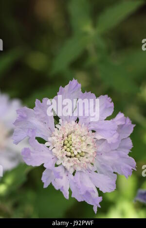 Fleur, fleurs, plantes, pigeons, bleu, verre, calice, tumbler, macro, Banque D'Images