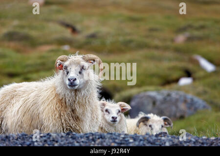 Icelandic (Ovis), Islande, Valpjofsstaðir Banque D'Images