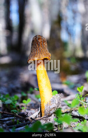 Morille noire Morchella conica,. La culture des champignons comestibles dans la forêt. Banque D'Images