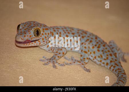 Un gecko Tokay affamé regarde autour de lui. Banque D'Images