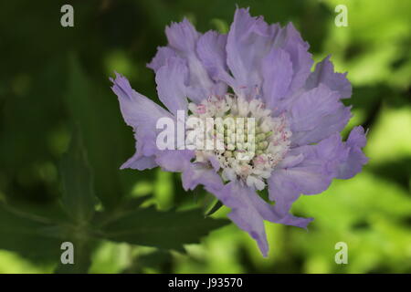 Fleur, fleurs, plantes, pigeons, bleu, verre, calice, tumbler, macro, Banque D'Images