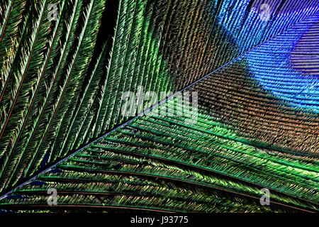 Plume de paon Banque D'Images