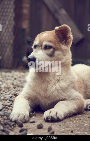 Portrait de chien inuit du Nord Banque D'Images