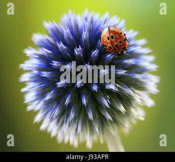 Animal, insecte, beetle, printemps, chardon, coccinelle, bleu, macro, close-up, macro Banque D'Images