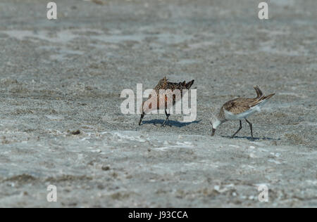 Curlew Sandpiper (Calidris ferruginea) adulte en plumage nuptial, l'alimentation en eau peu profonde Banque D'Images