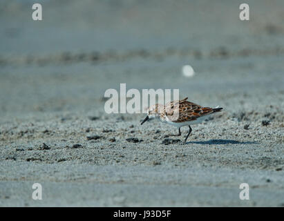 Curlew Sandpiper (Calidris ferruginea) adulte en plumage nuptial, l'alimentation en eau peu profonde Banque D'Images