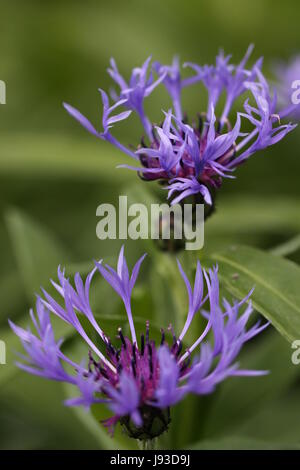 Macro, close-up, macro, admission vue en gros, flore, près de, montagne, usine, Banque D'Images